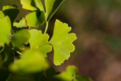 Ginkgo biloba 'Tubifolia' - jinan dvoulaločný - list